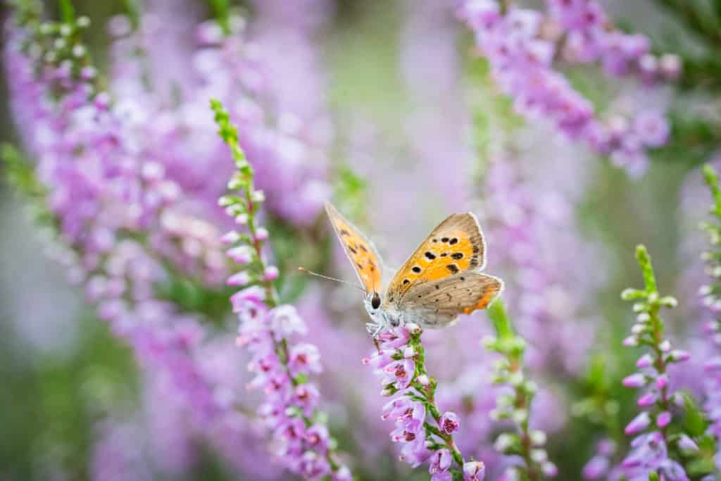 Fotografie Ploeg Benelux B.V. selective focus shot plebeius argus butterfly flowering pink heather