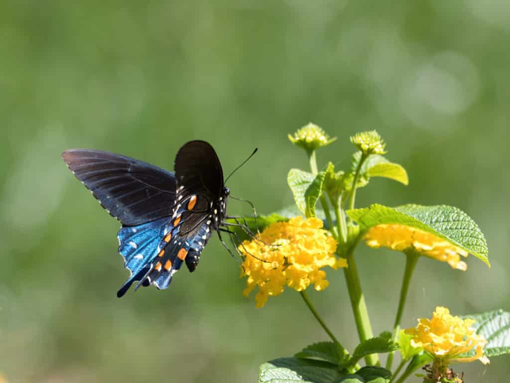 Fotografie Ploeg Benelux B.V. spicebush swallowtail butterfly sitting flower