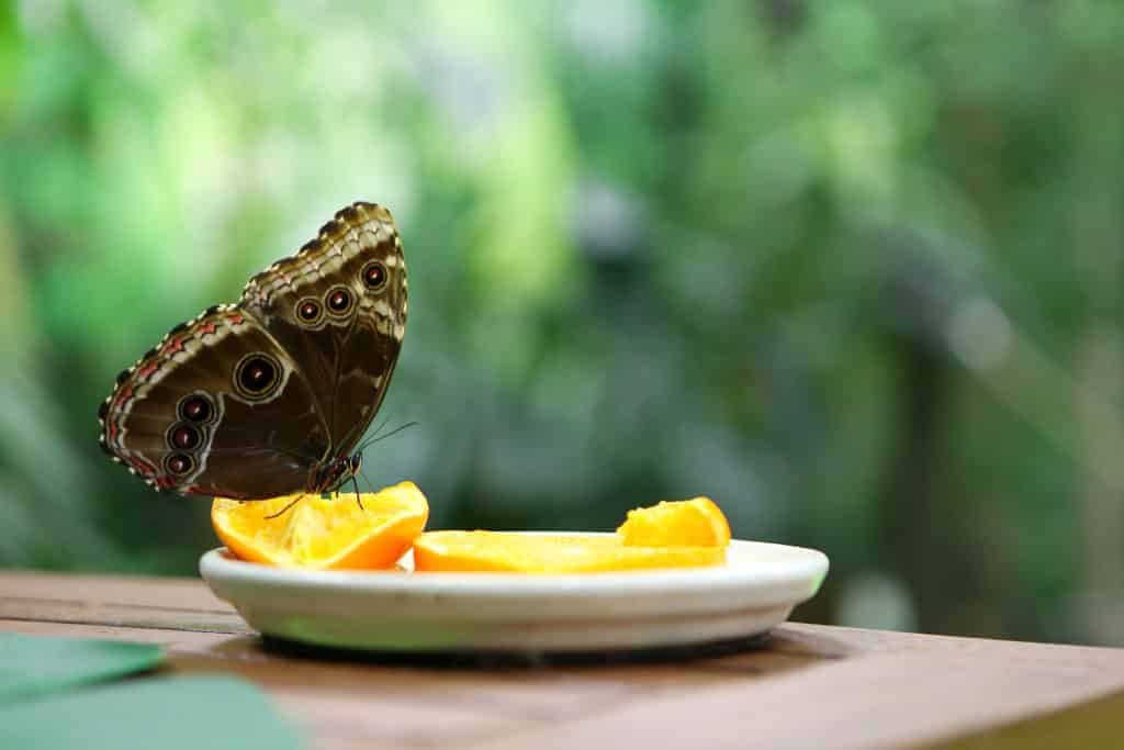 Fotografie Ploeg Benelux B.V. tropical butterfly caligo atreus eating perched orange slice plate feeding incects wild nature creatures