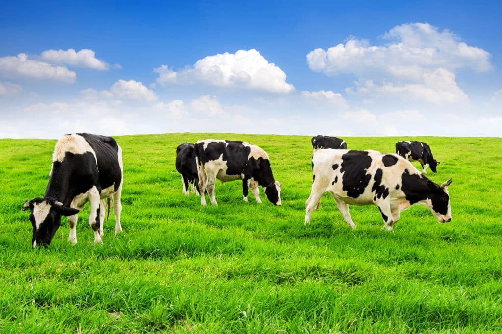 Fotografie Ploeg Benelux B.V. cows green field blue sky