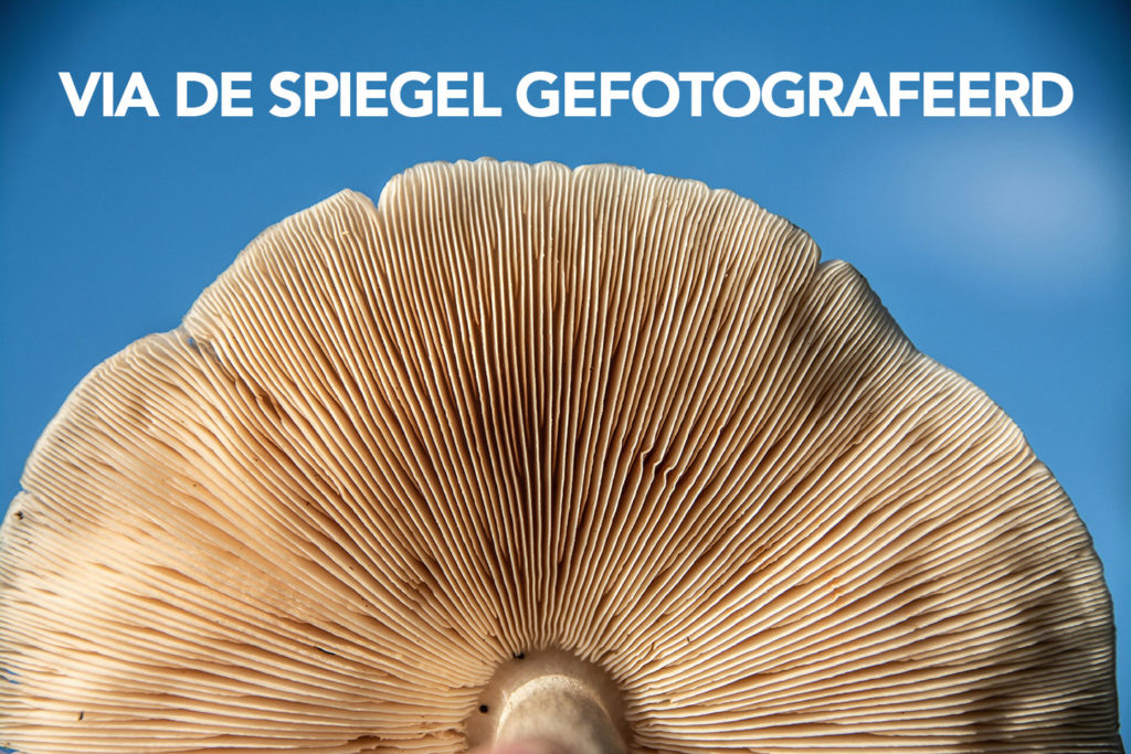 Fotografie Ploeg Benelux B.V. paddenstoel onderkant