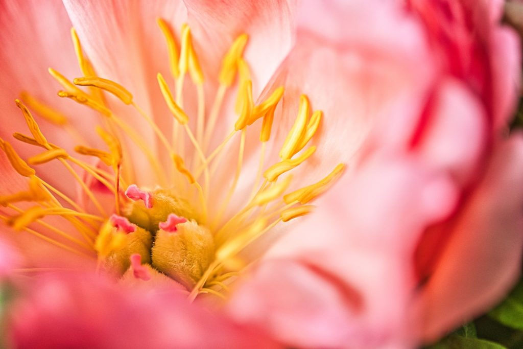 macrofotografie van bloemen