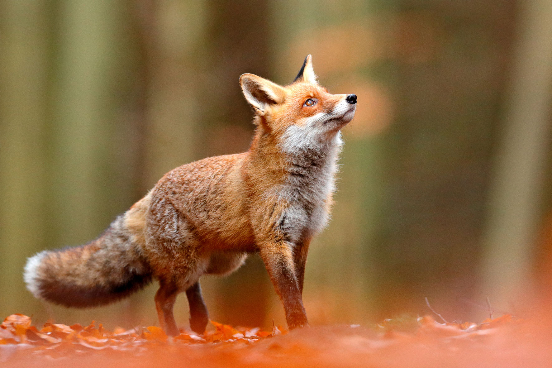 Fotografie Ploeg Benelux B.V. foto buddy vogel en dierenfotografie voorbeeld 1