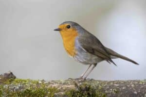 Fotografie Ploeg Benelux B.V. foto buddy vogel en dierenfotografie voorbeeld 10