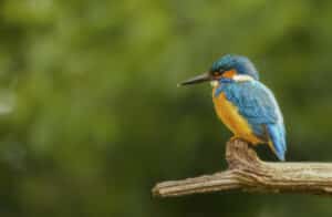 Fotografie Ploeg Benelux B.V. foto buddy vogel en dierenfotografie voorbeeld 11