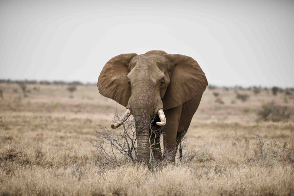 Fotografie Ploeg Benelux B.V. foto buddy vogel en dierenfotografie voorbeeld 12