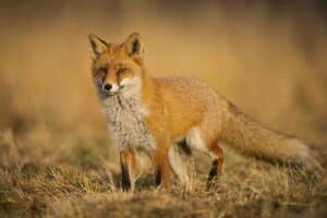 Fotografie Ploeg Benelux B.V. foto buddy vogel en dierenfotografie voorbeeld 2 1