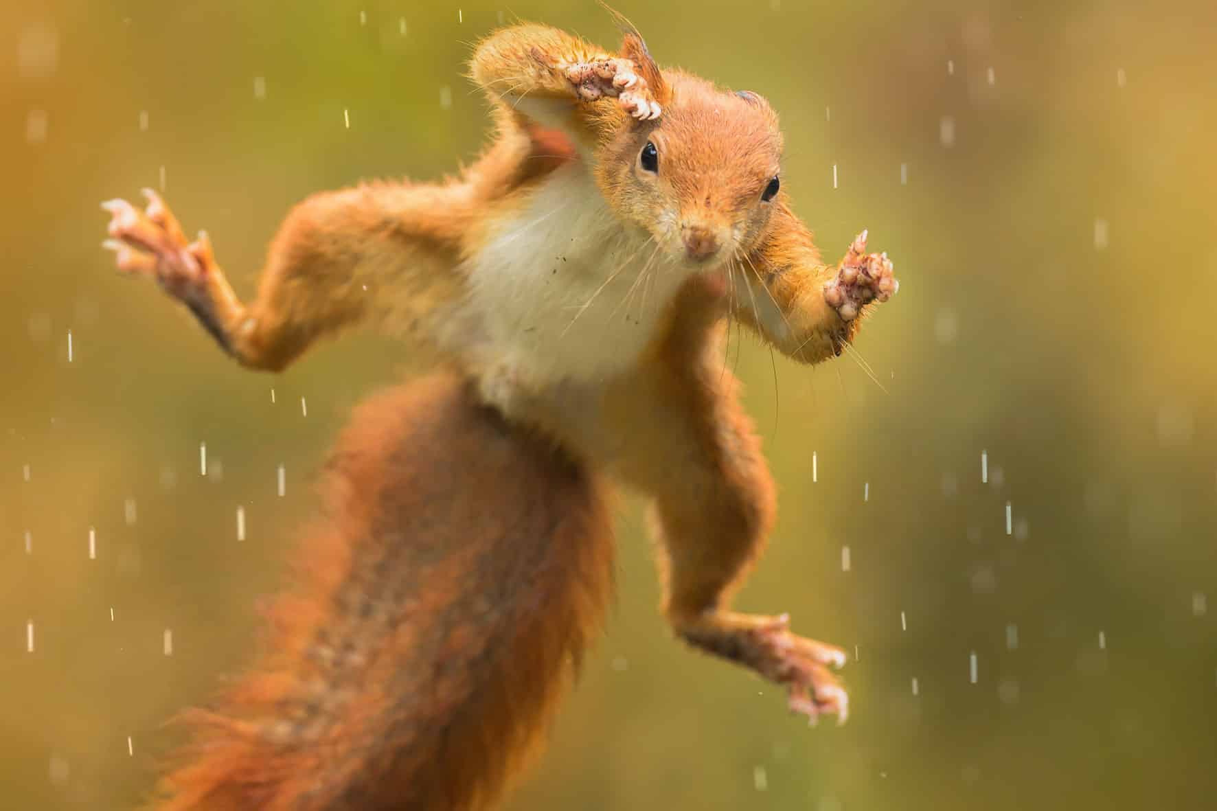 Fotografie Ploeg Benelux B.V. foto buddy vogel en dierenfotografie voorbeeld 3