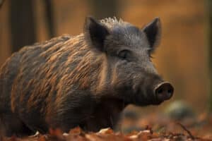 Fotografie Ploeg Benelux B.V. foto buddy vogel en dierenfotografie voorbeeld 5 1