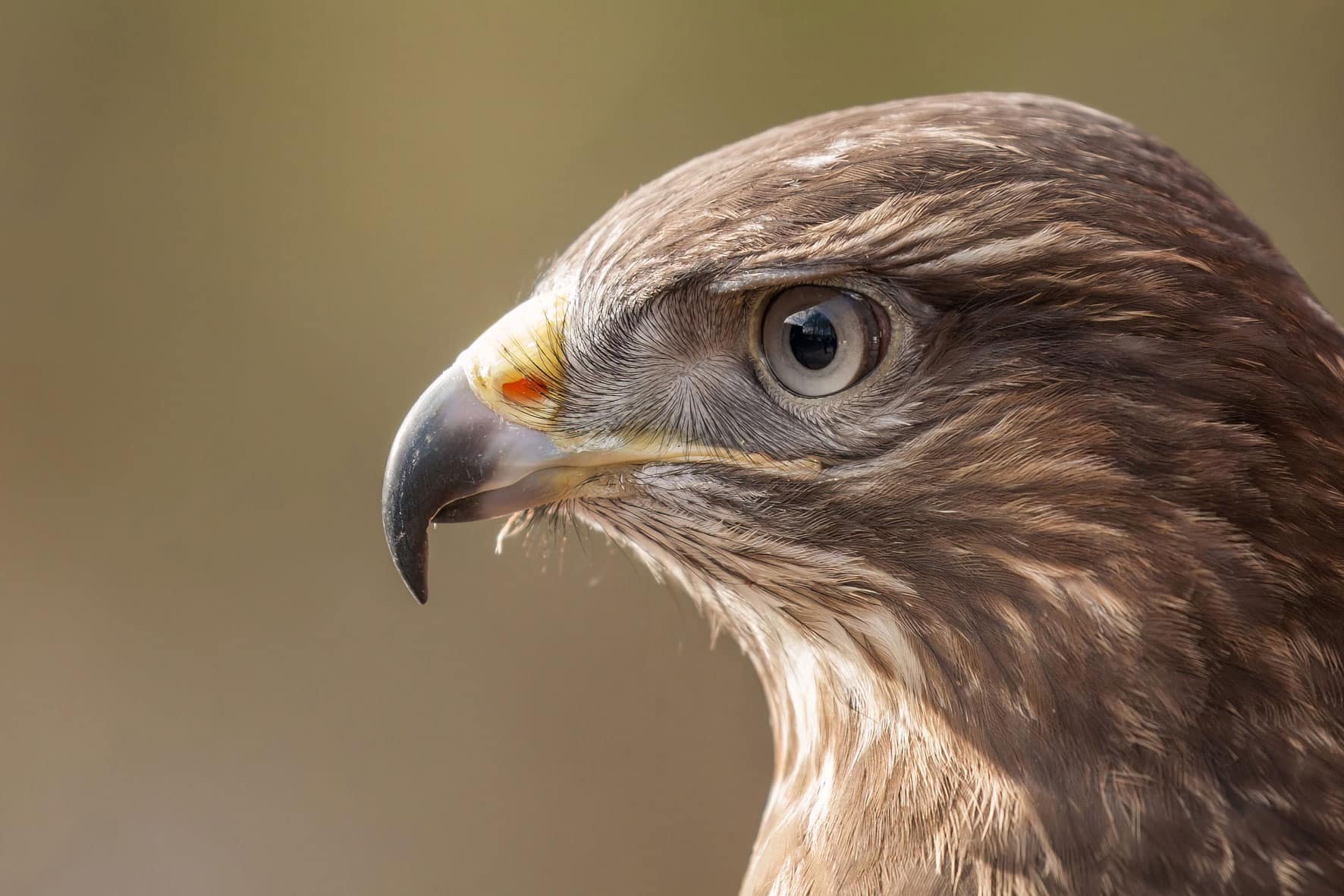 Fotografie Ploeg Benelux B.V. foto buddy vogel en dierenfotografie voorbeeld 6