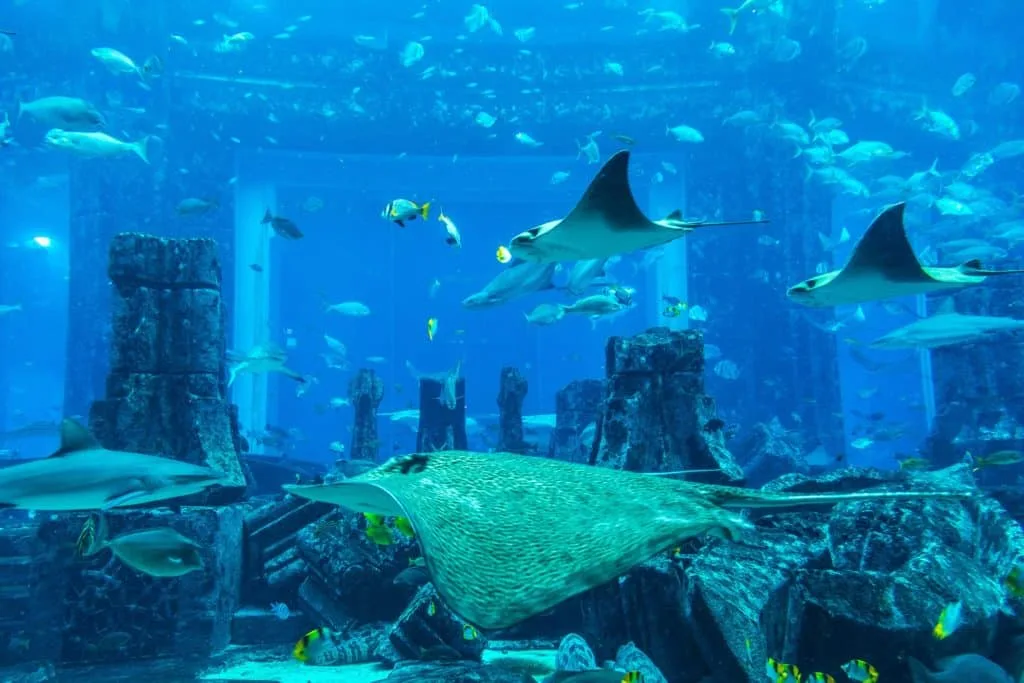 15 tips voor het fotograferen in de dierentuin 9 15-tips-voor-het-fotograferen-in-de-dierentuin-aquarium