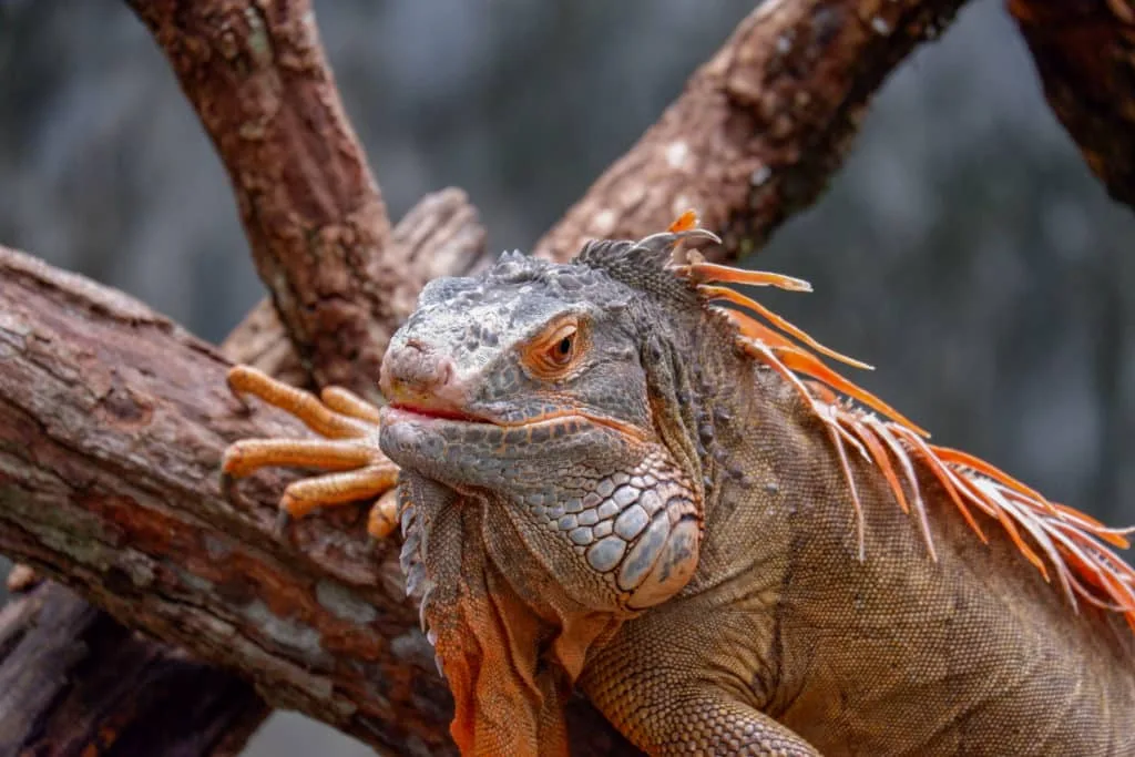 15 tips voor het fotograferen in de dierentuin 5 15-tips-voor-het-fotograferen-in-de-dierentuin
