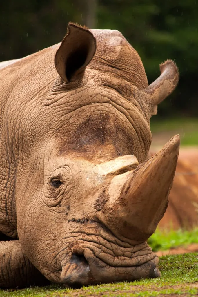 15 tips voor het fotograferen in de dierentuin 2 15-tips-voor-het-fotograferen-in-de-dierentuin-witte-neushoorn