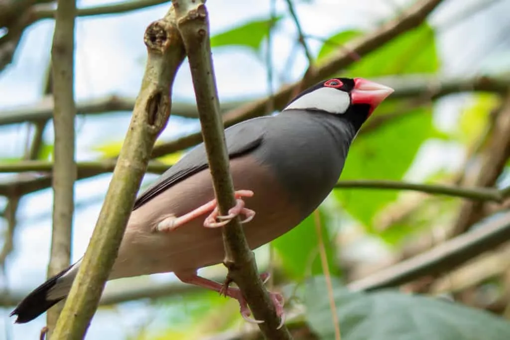 15 tips voor het fotograferen in de dierentuin 13 15-tips-voor-het-fotograferen-in-de-dierentuin