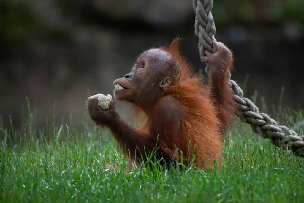 15 tips voor het fotograferen in de dierentuin 1 15. Tips voor het fotograferen in de dierentuin
