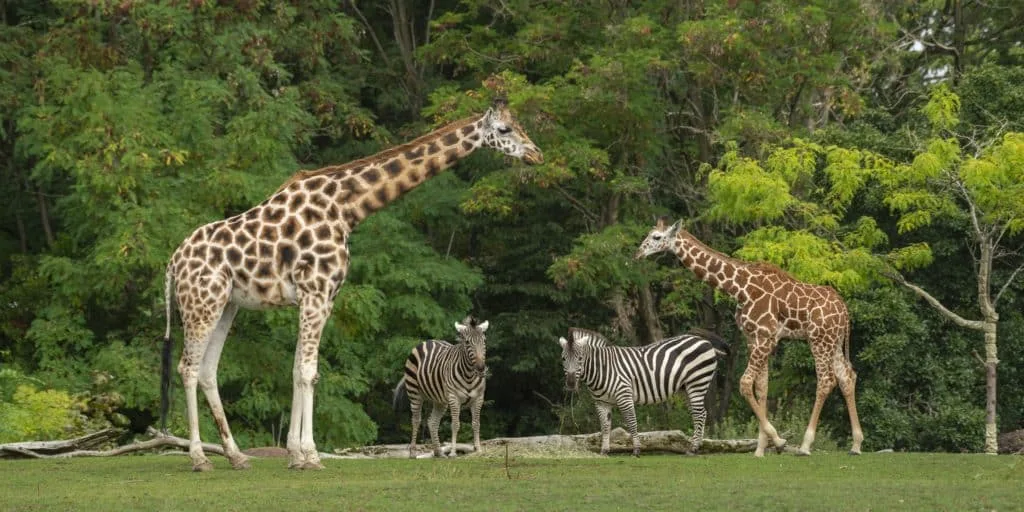 15 tips voor het fotograferen in de dierentuin 7 15-tips-voor-het-fotograferen-in-de-dierentuin-giraf-zebra