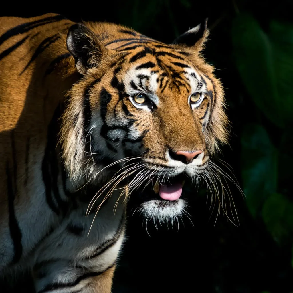 15 tips voor het fotograferen in de dierentuin 4 15-tips-voor-het-fotograferen-in-de-dierentuin-tijger