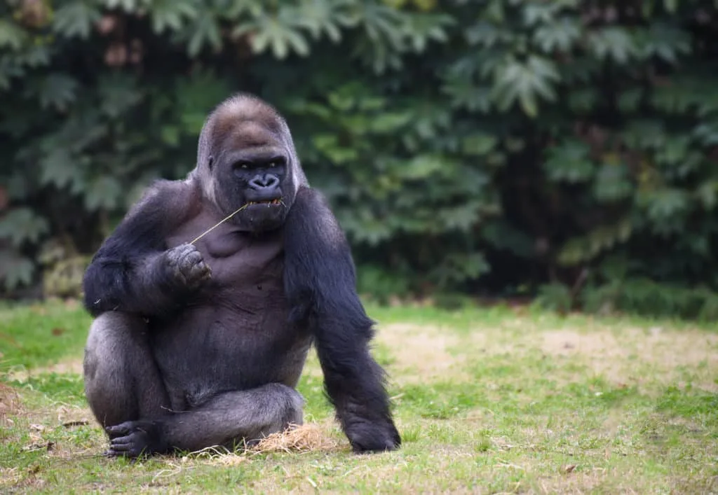 15 tips voor het fotograferen in de dierentuin 10 15-tips-voor-het-fotograferen-in-de-dierentuin-gorilla