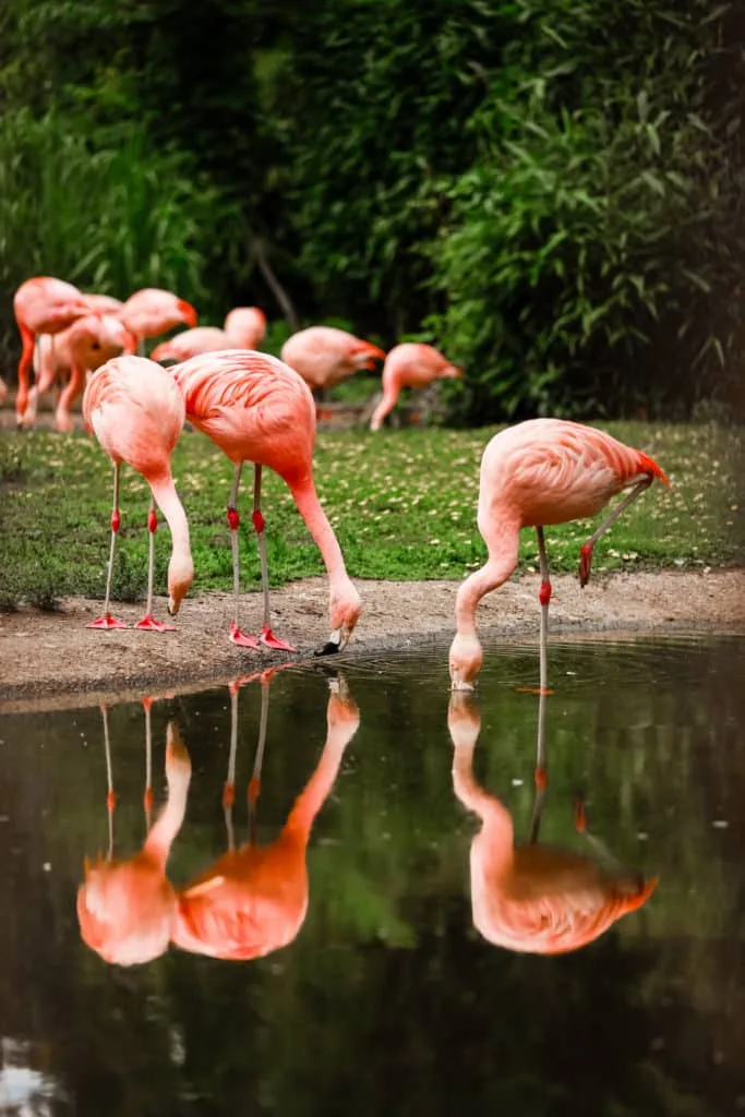 15 tips voor het fotograferen in de dierentuin 11 15-tips-voor-het-fotograferen-in-de-dierentuin-flamingos