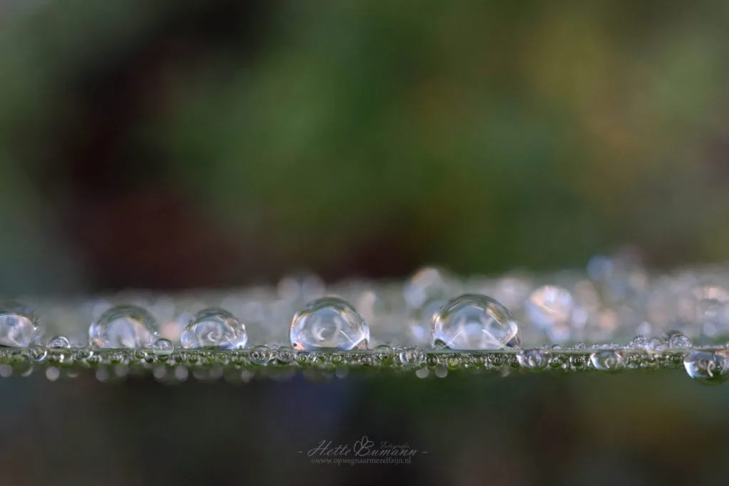Hoe gebruik je Bokeh in je foto's? 15 Bokeh voorbeeld