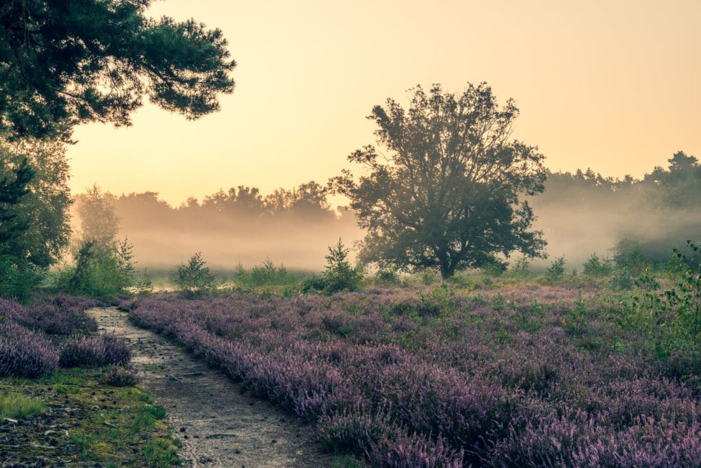 Alles wat je moet weten over scherptediepte 2 Fotografie Ploeg Benelux B.V. 1 Kim Lijnders004