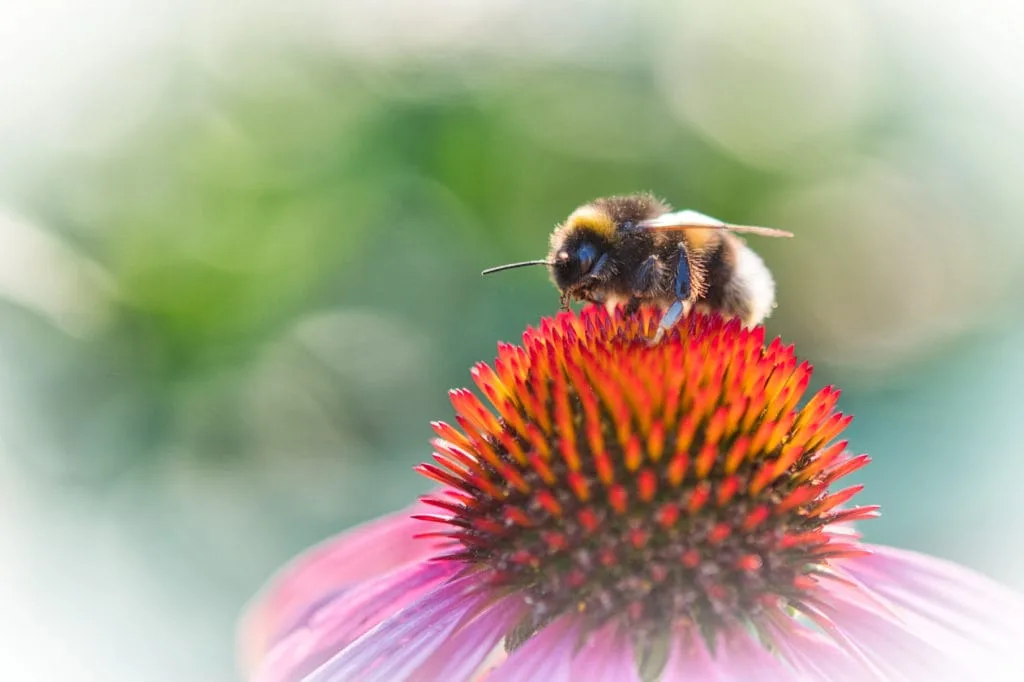 Hoe gebruik je Bokeh in je foto's? 2 Bokeh voorbeeld
