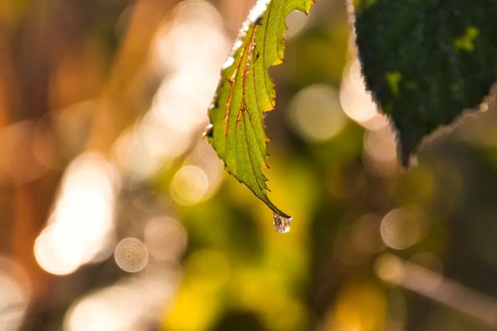 Hoe gebruik je Bokeh in je foto's? 1 Bokeh voorbeeld
