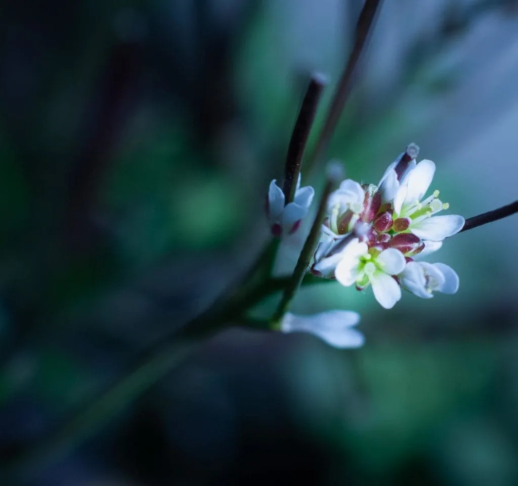 Hoe gebruik je Bokeh in je foto's? 14 Bokeh voorbeeld