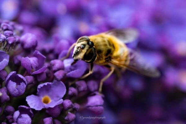 Fotografie Ploeg Benelux B.V. 1 Yvonne van Hijum002 1024x683