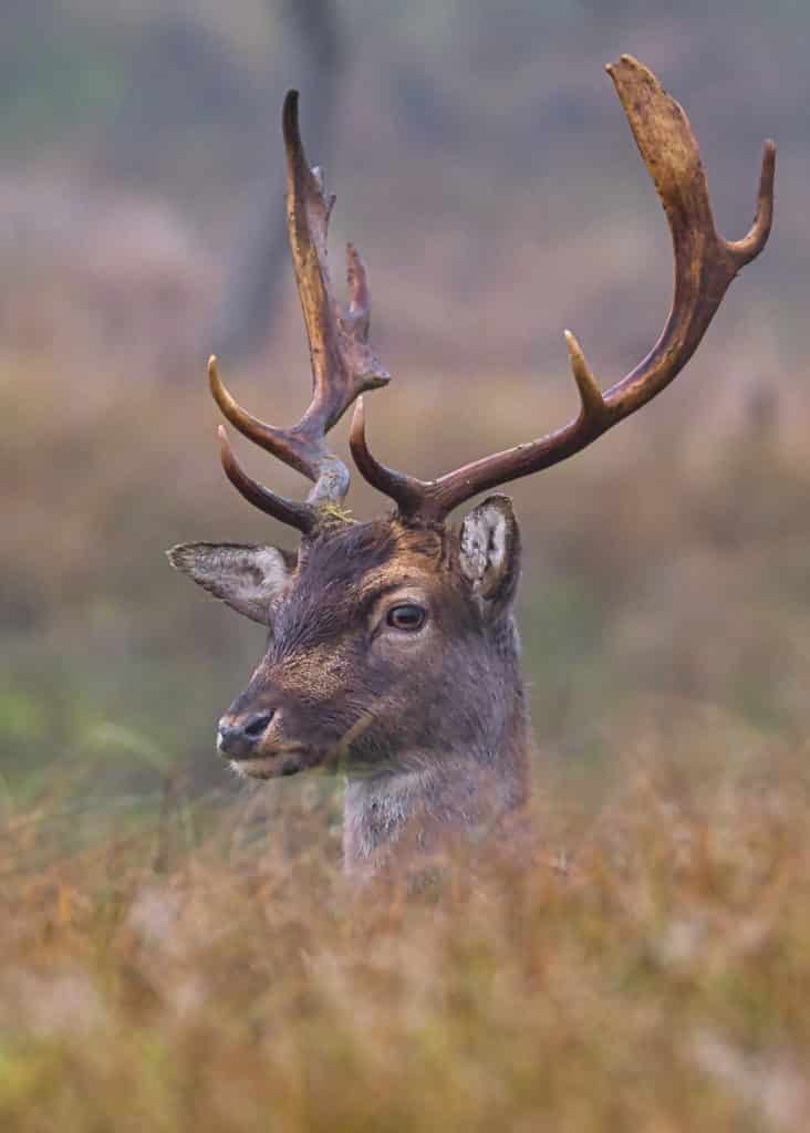 Fotograferen in de Amsterdamse Waterleidingduinen 15 Amsterdamse Waterleidingduinen-hert-wazige achtergrond