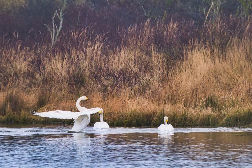 Fotograferen in de Amsterdamse Waterleidingduinen 16 Amsterdamse Waterleidingduinen-zwanen-sluitertijd