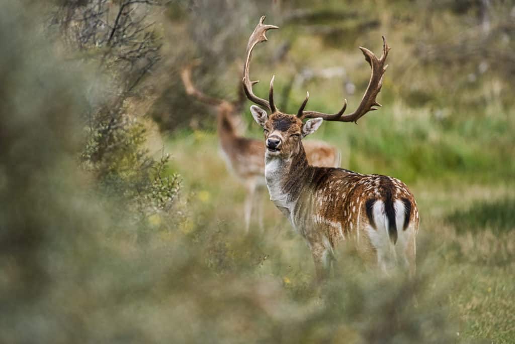 Fotograferen in de Amsterdamse Waterleidingduinen 14 Amsterdamse Waterleidingduinen-hert-witbalans