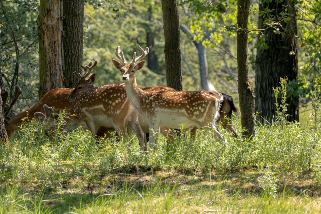 Fotograferen in de Amsterdamse Waterleidingduinen 5 Fotografie Ploeg Benelux B.V. Ellsi van der Meulen 2
