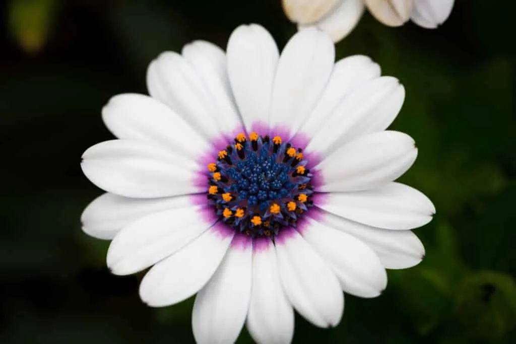 Focus stacking 1 Fotografie Ploeg Benelux B.V. Focus stacking