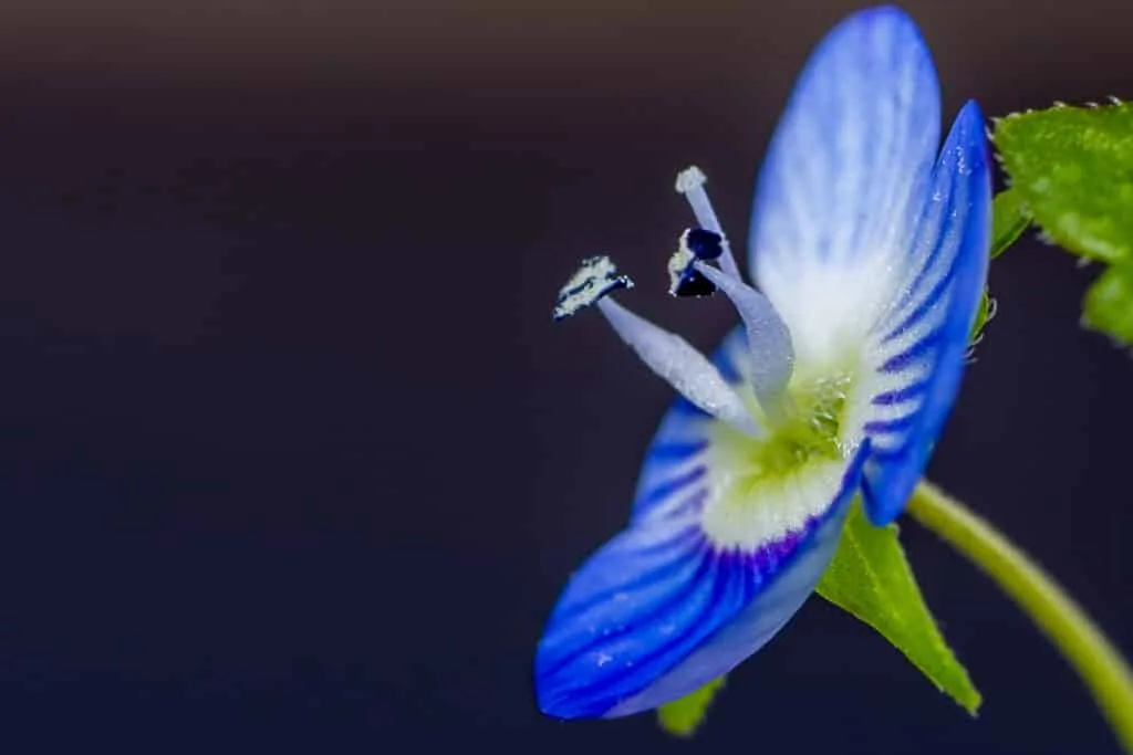 Wat is macrofotografie? 3 macrofotografie2