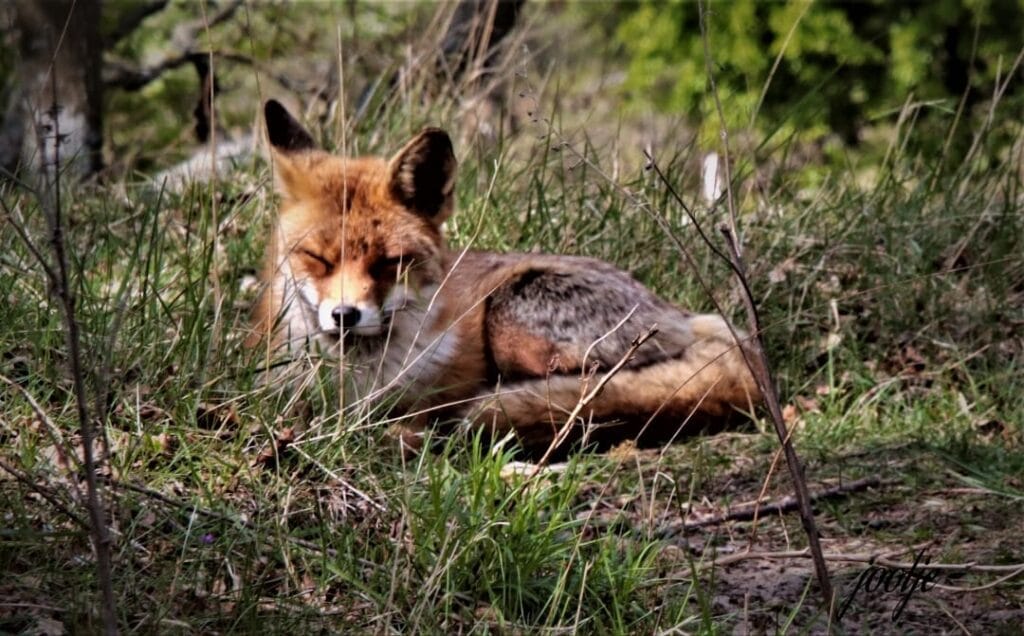 Fotografie Ploeg Benelux B.V. Jolanda Kleijnjan001