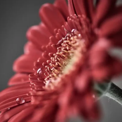 Fotografie Ploeg Benelux B.V. Jolanda Van Der Molen Van Der Ploeg005