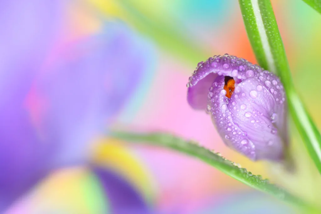 Zo maak je de mooiste foto's van krokussen 7 Fotografie Ploeg Benelux B.V. Krokussen fotograferen close up krokus
