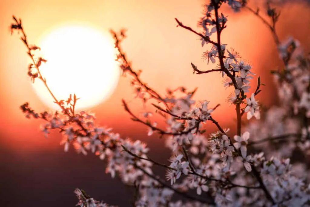 De beste tips en leukste ideeën om de lente op zijn mooist vast te leggen 15 lente-fotograferen-zonsondergang
