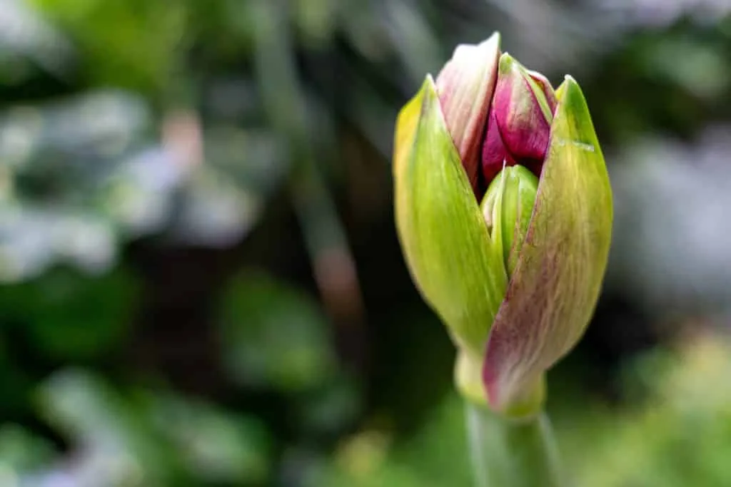 De beste tips en leukste ideeën om de lente op zijn mooist vast te leggen 4 Lente-fotograferen-knop