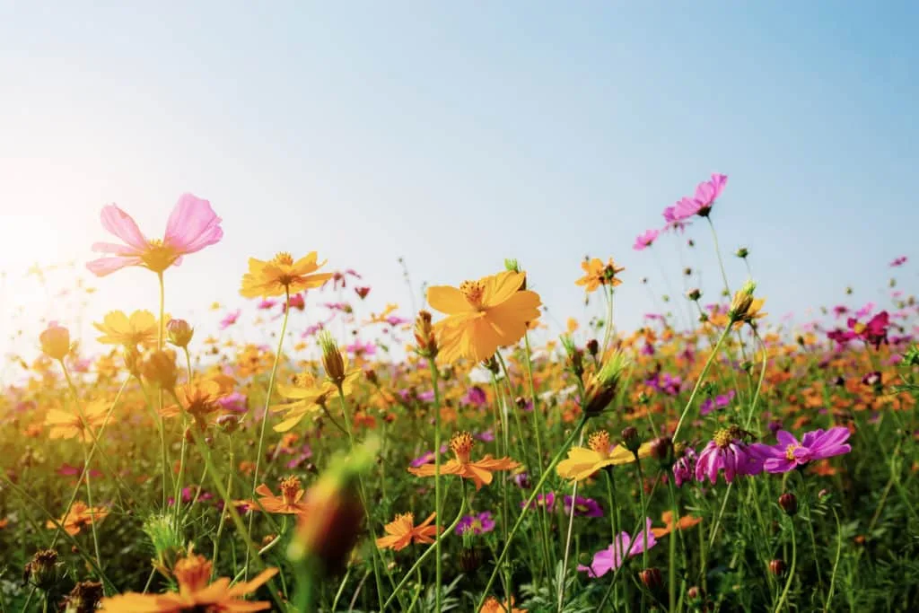 De beste tips en leukste ideeën om de lente op zijn mooist vast te leggen 6 Lente-fotograferen
