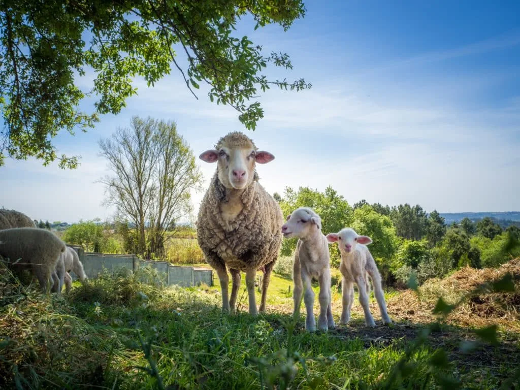 De beste tips en leukste ideeën om de lente op zijn mooist vast te leggen 1 Lente-fotograferen-lammetjes