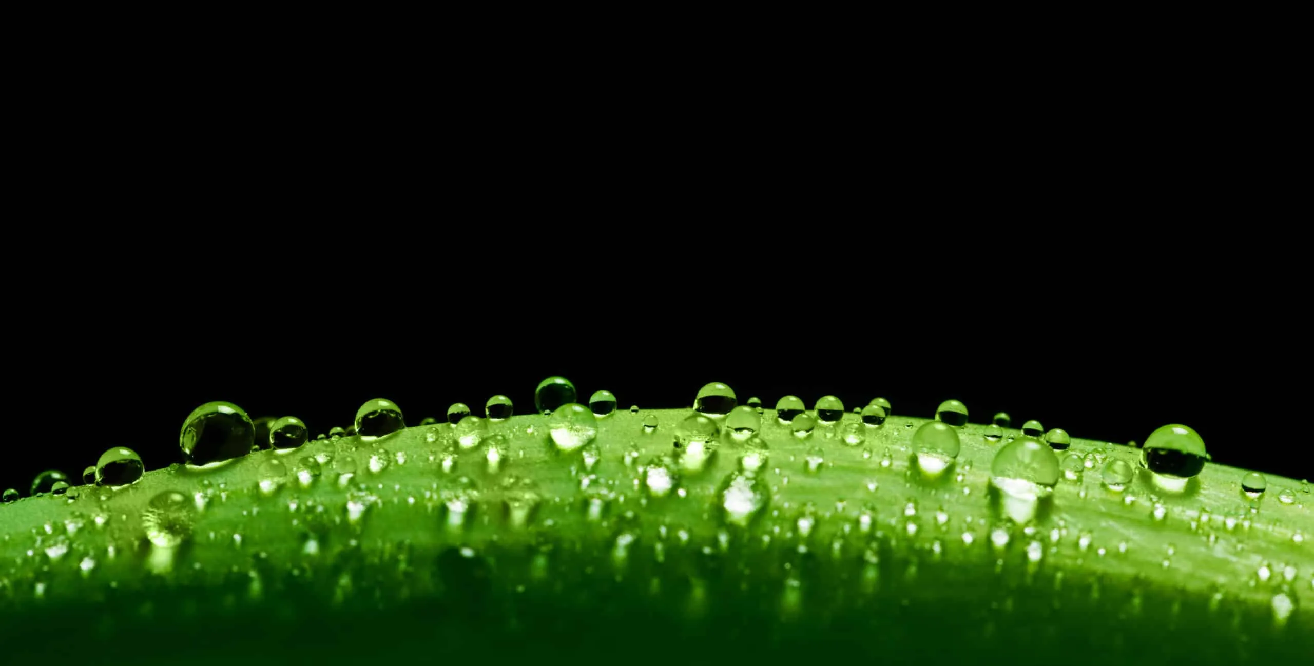 Wat is macrofotografie? 7 Macrofotografie8