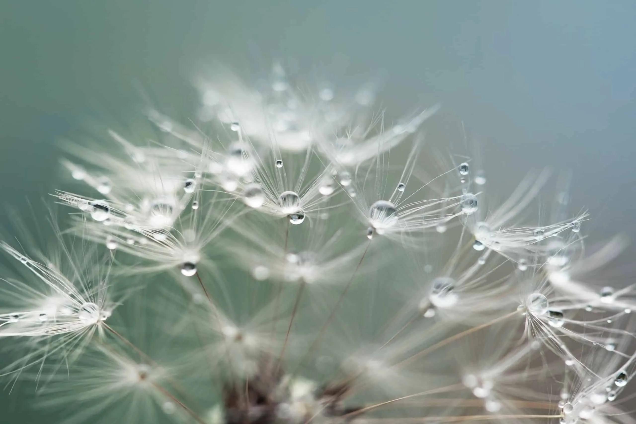 Wat is macrofotografie? 5 Macrofotografie5