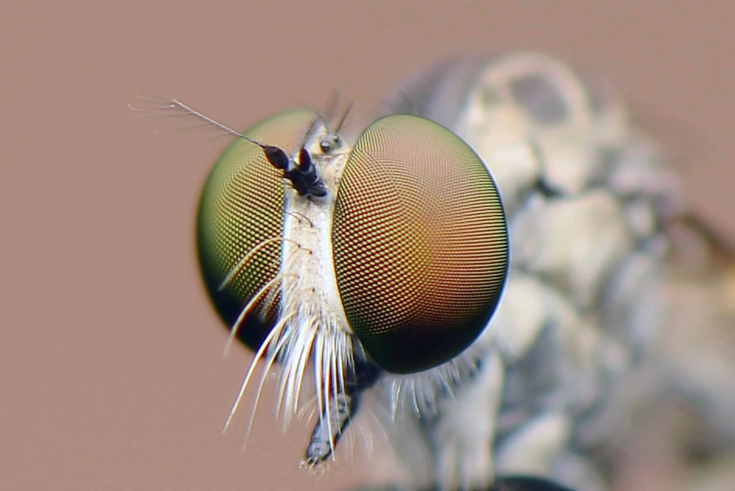 Wat is macrofotografie? 6 Macrofotografie4