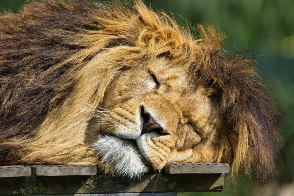 Fotografie Ploeg Benelux B.V. Miloe Van de Water004