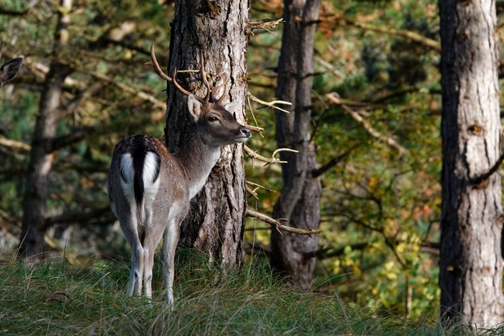 Fotograferen in de Amsterdamse Waterleidingduinen 18 Fotografie Ploeg Benelux B.V. Milou Blommenstein