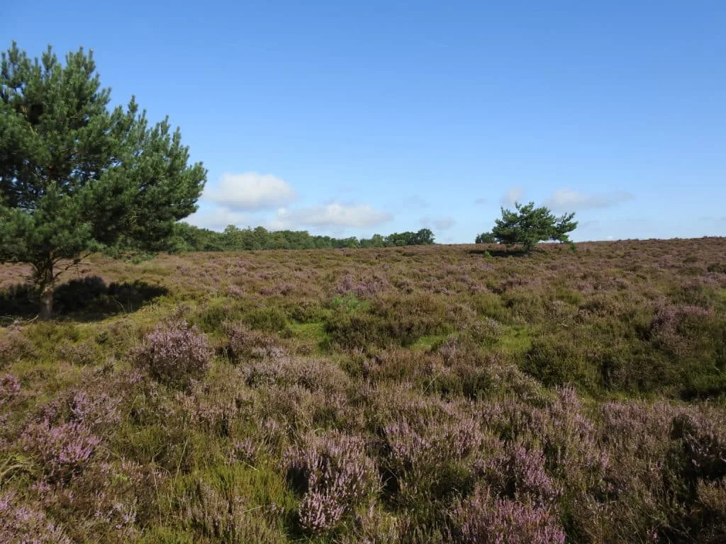 De mooiste zomerse plaatjes: 20 tips bij het fotograferen met hard licht 26 Fotografie Ploeg Benelux B.V. Nationaal Park De Hoge Veluwe