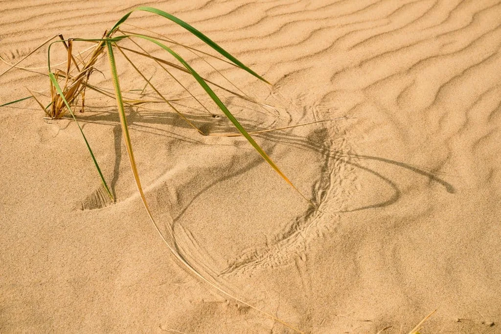De mooiste zomerse plaatjes: 20 tips bij het fotograferen met hard licht 27 Fotografie Ploeg Benelux B.V. Nationaal Park Loonse en Drunense Duinen