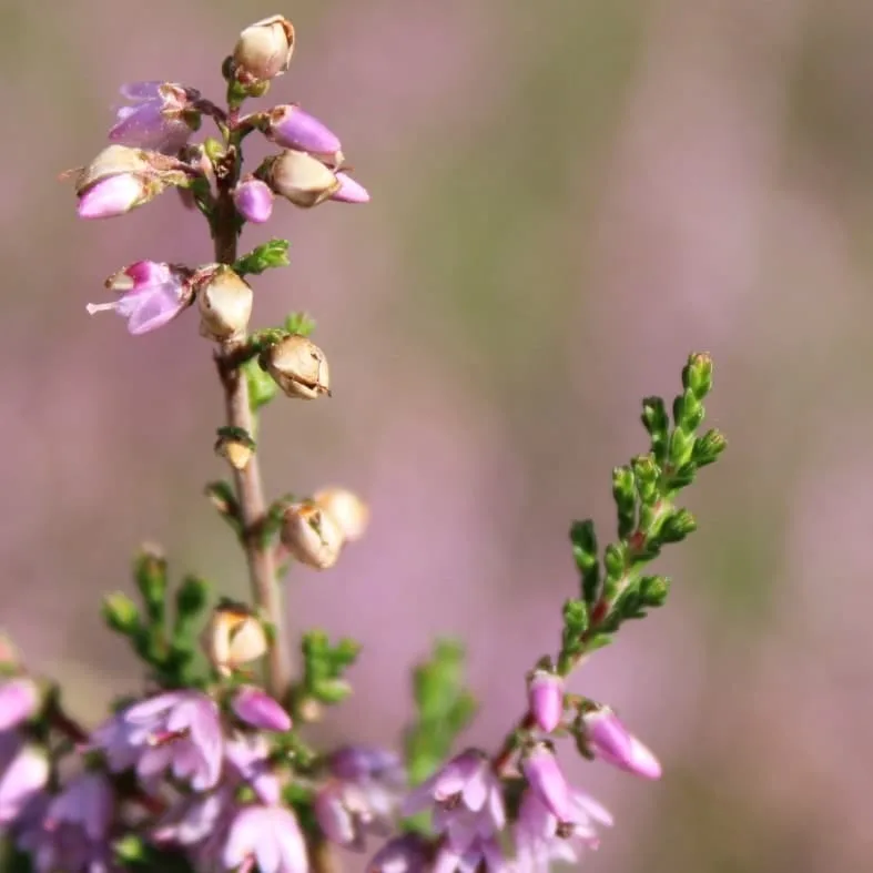 Hoe gebruik je Bokeh in je foto's? 12 Bokeh voorbeeld